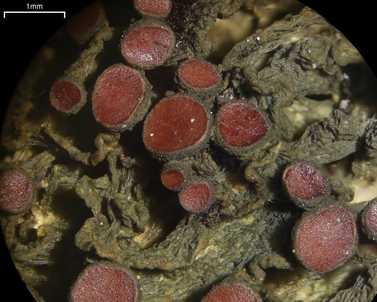 Leptogium chloromelum