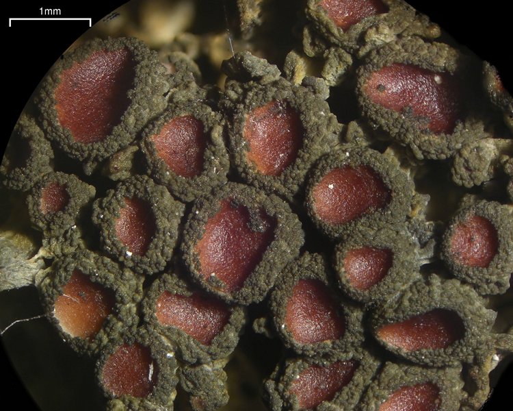 Leptogium chloromelum
