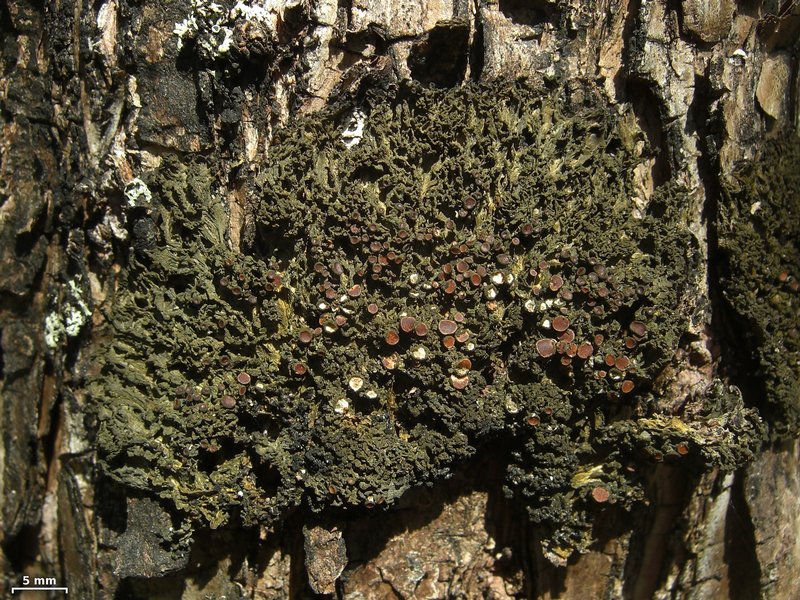 Leptogium chloromelum
