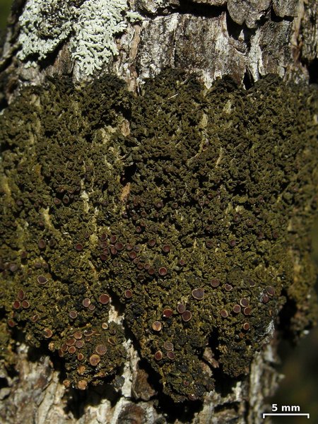 Leptogium chloromelum