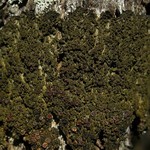 Leptogium chloromelum