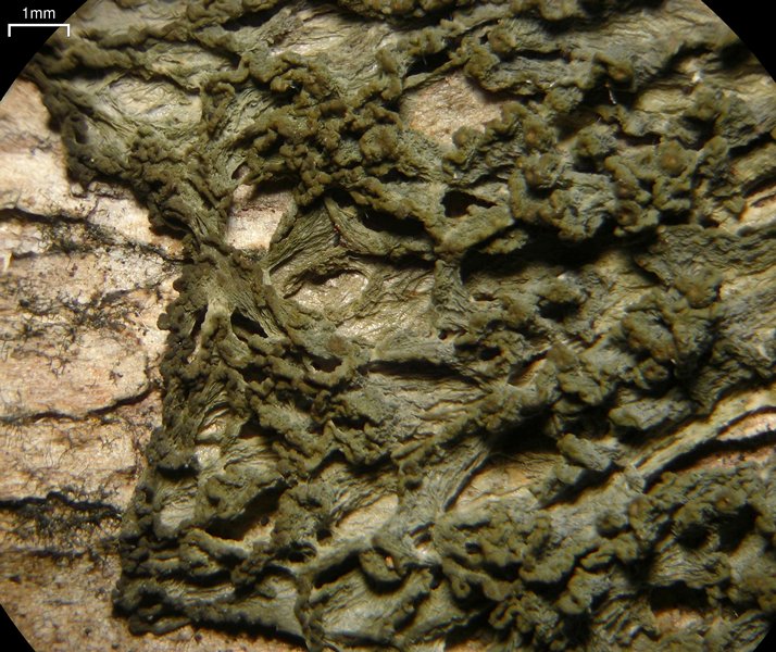 Leptogium chloromelum