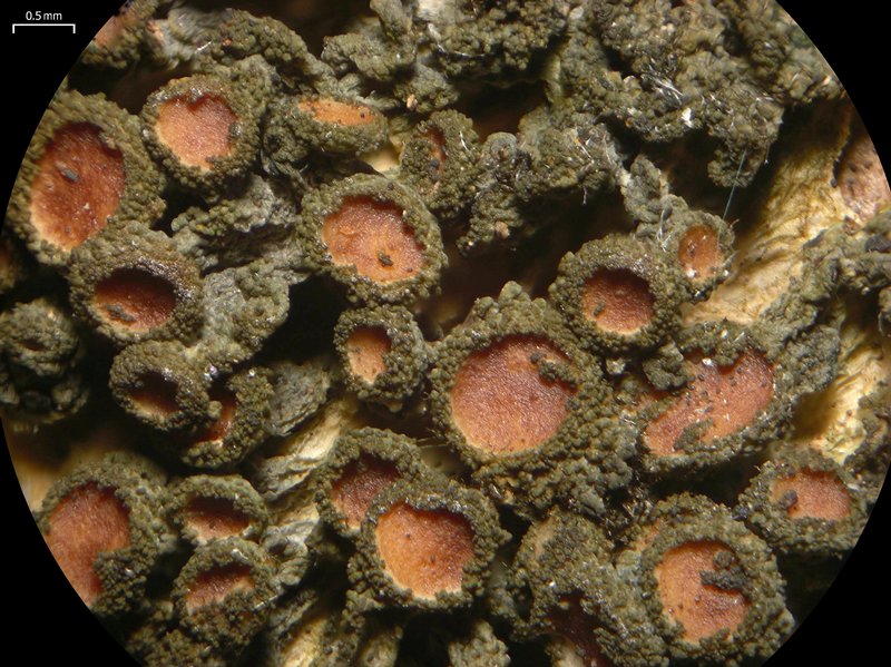Leptogium chloromelum