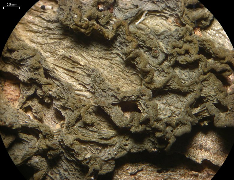 Leptogium chloromelum
