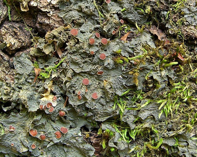 Leptogium corticola