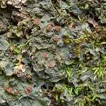 Leptogium corticola