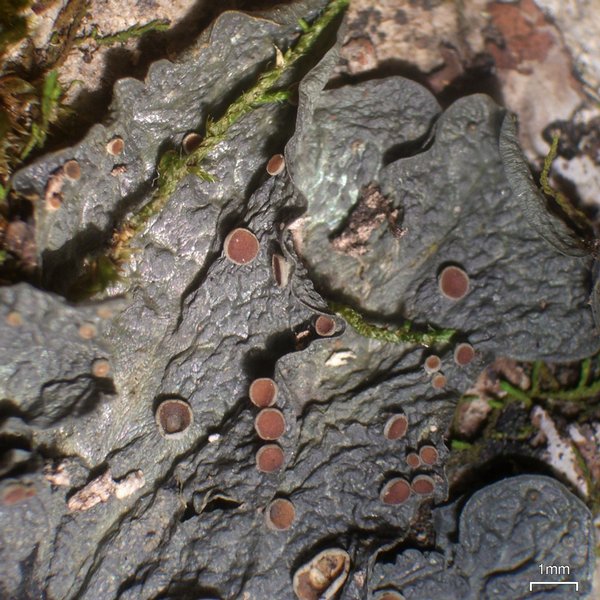 Leptogium corticola