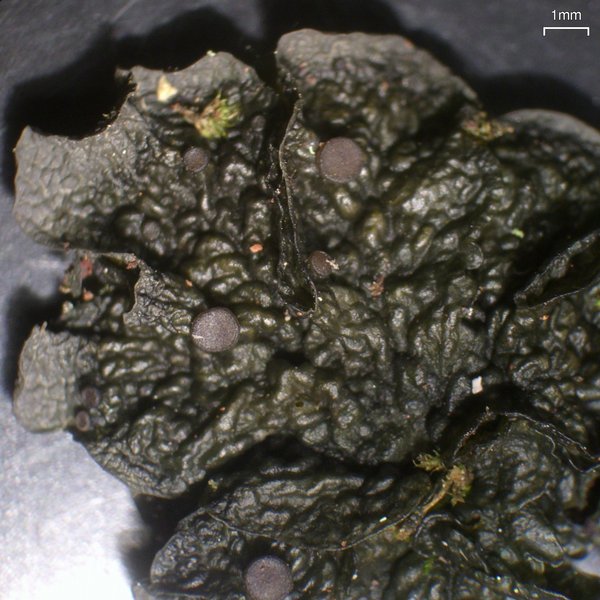 Leptogium corticola
