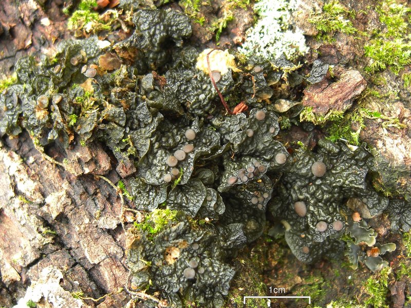 Leptogium corticola