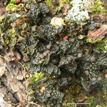 Leptogium corticola