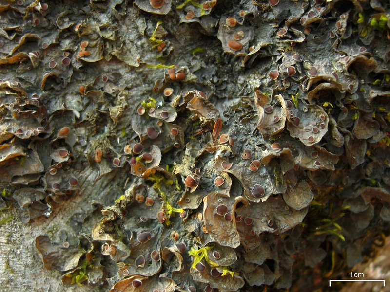 Leptogium corticola