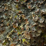 Leptogium corticola