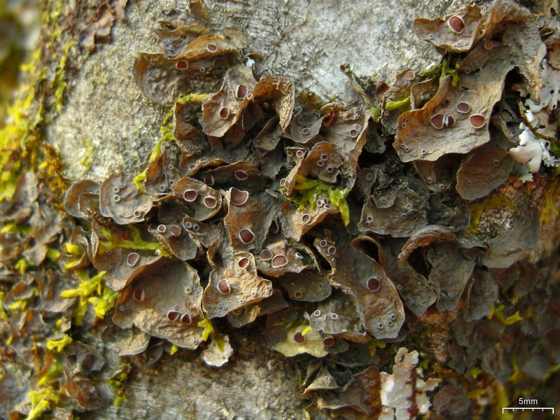 Leptogium corticola