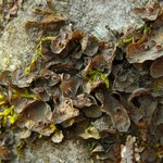Leptogium corticola