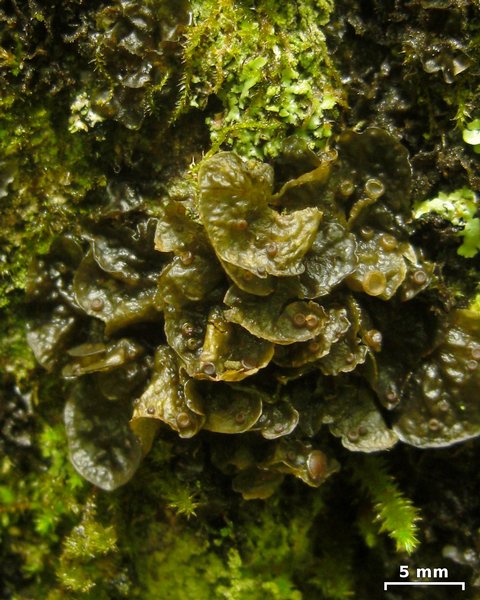 Leptogium corticola