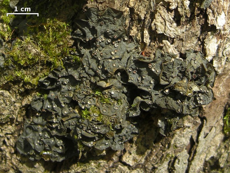 Leptogium corticola
