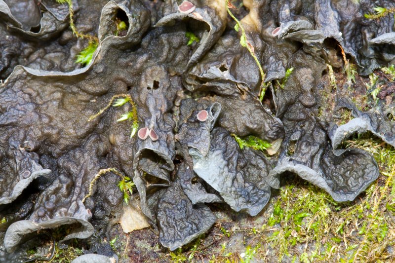 Leptogium corticola