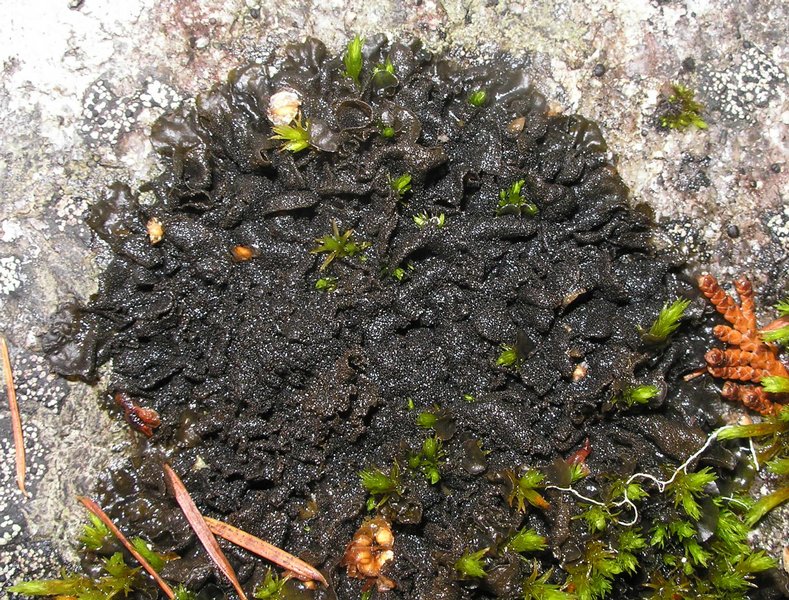 Leptogium cyanescens