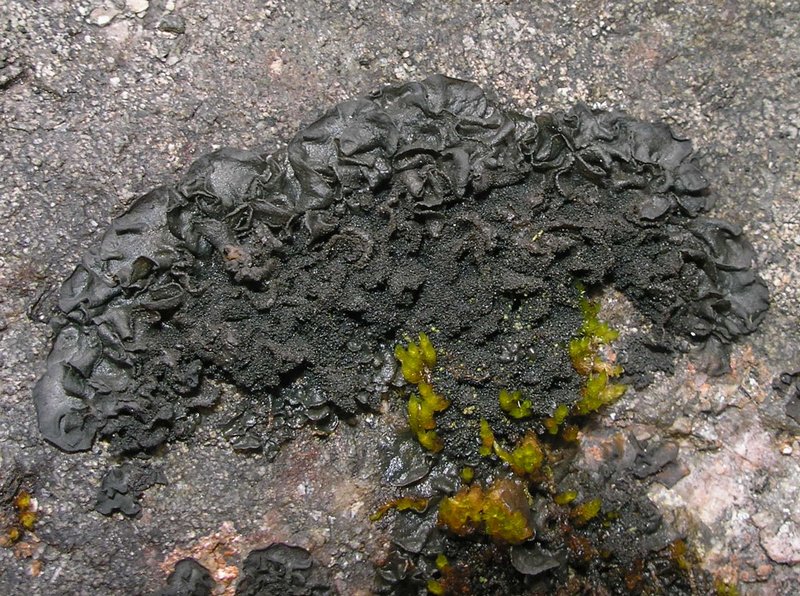 Leptogium cyanescens