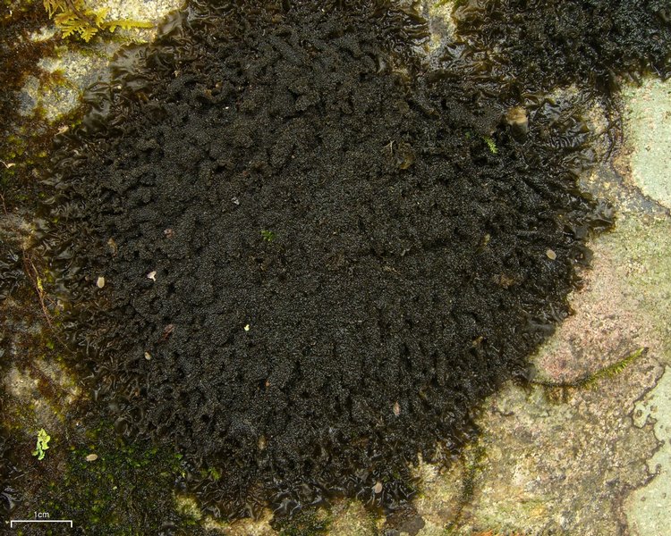 Leptogium cyanescens