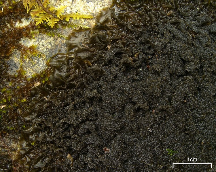 Leptogium cyanescens