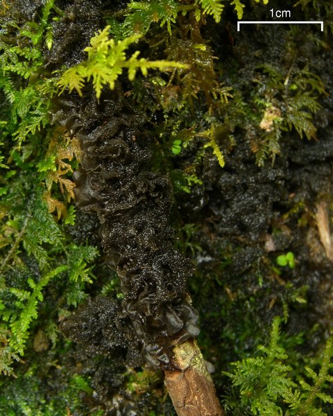 Leptogium cyanescens