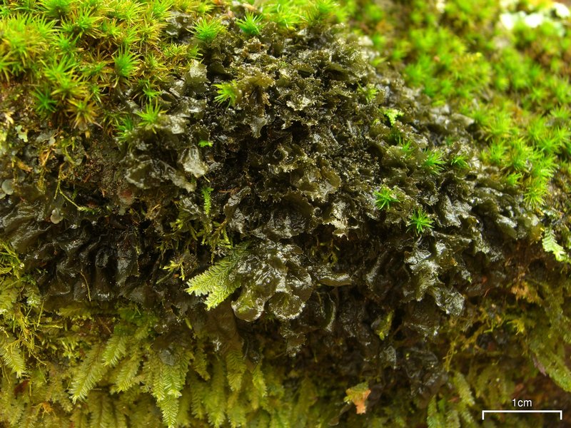 Leptogium cyanescens