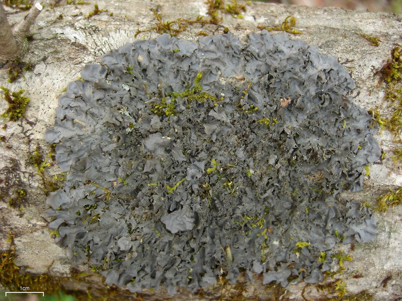 Leptogium cyanescens