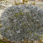 Leptogium cyanescens