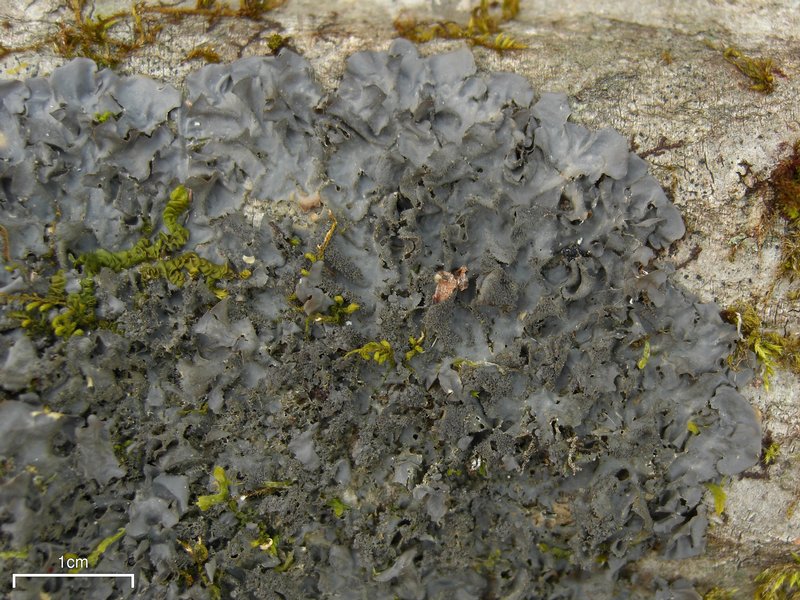 Leptogium cyanescens