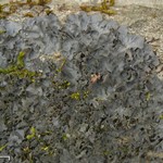 Leptogium cyanescens