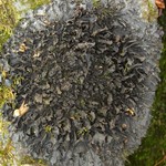 Leptogium cyanescens