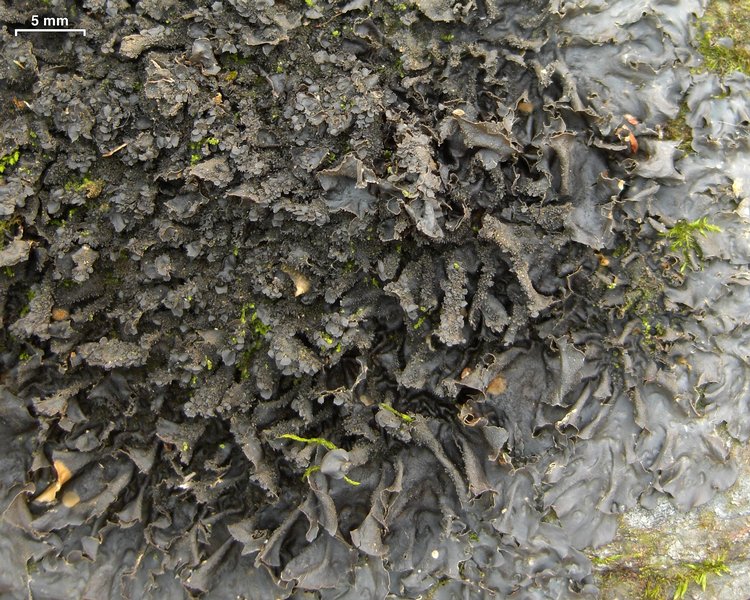 Leptogium cyanescens