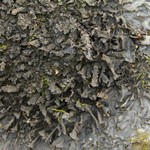 Leptogium cyanescens