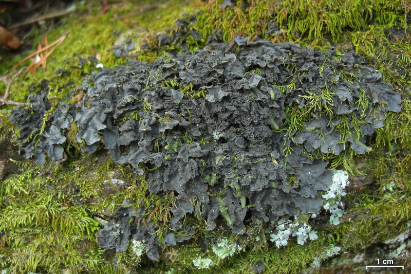 Leptogium cyanescens