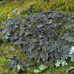 Leptogium cyanescens