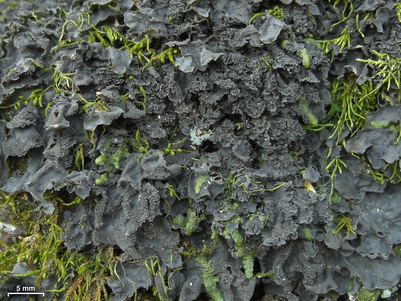 Leptogium cyanescens