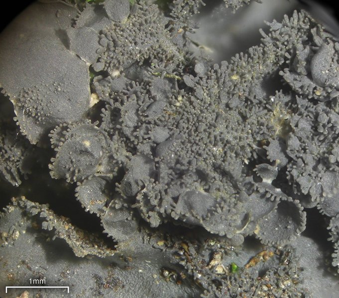 Leptogium cyanescens