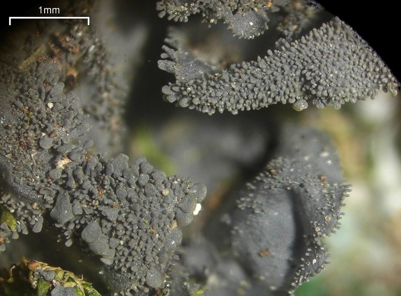 Leptogium cyanescens