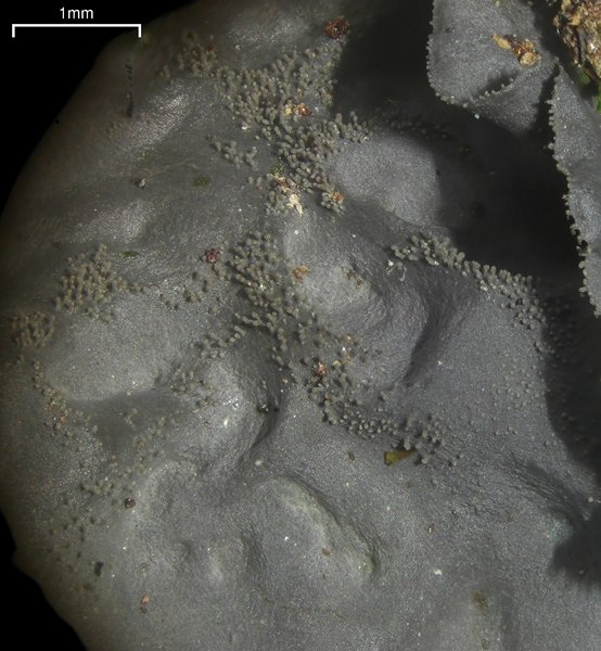 Leptogium cyanescens