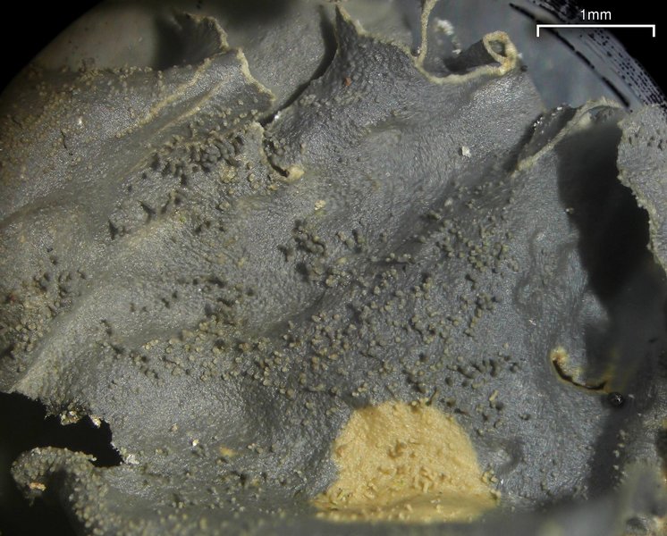 Leptogium cyanescens