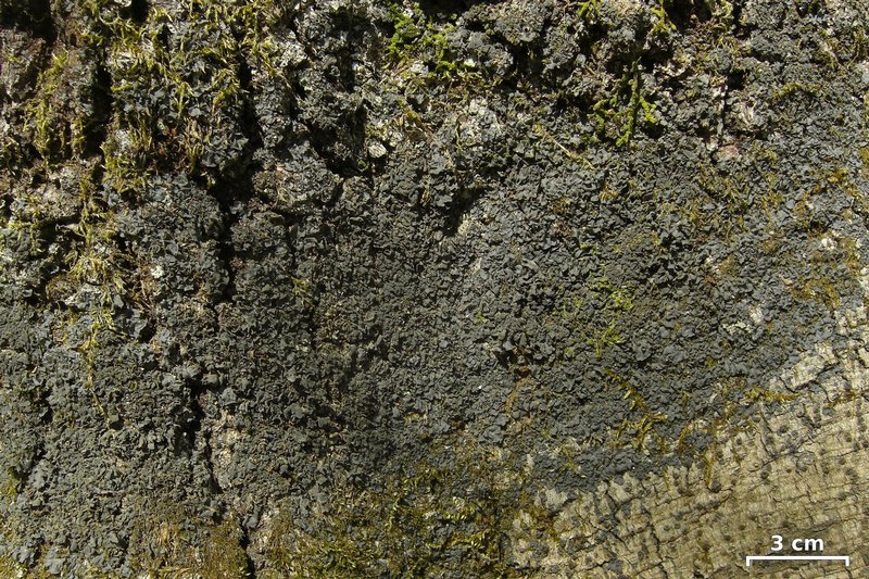 Leptogium cyanescens