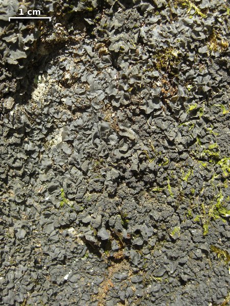 Leptogium cyanescens