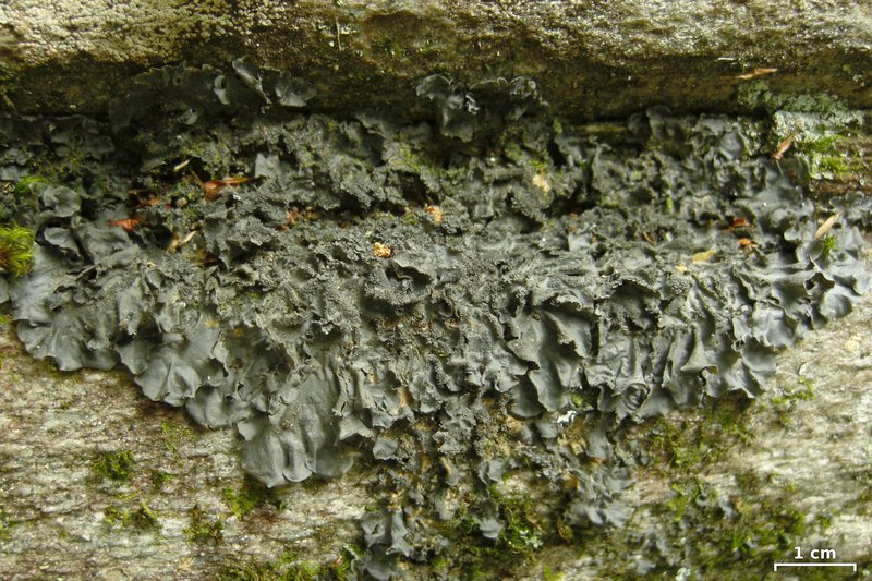 Leptogium cyanescens