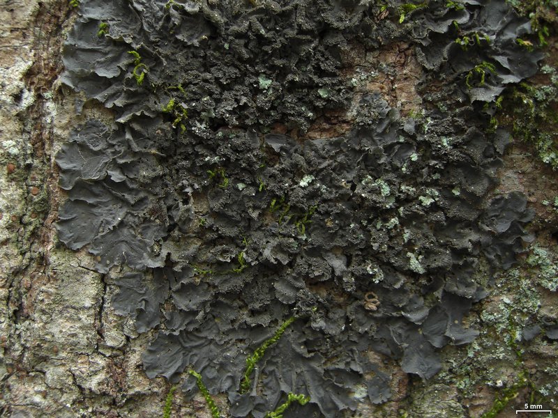 Leptogium cyanescens