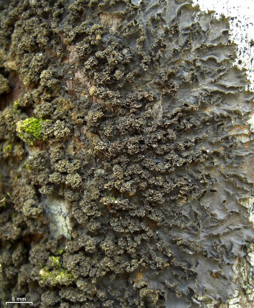 Leptogium cyanescens