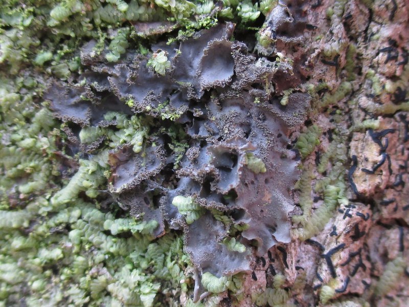 Leptogium cyanescens