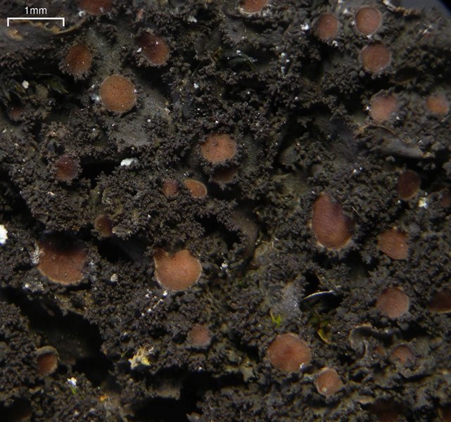 Leptogium dactylinum