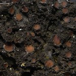 Leptogium dactylinum