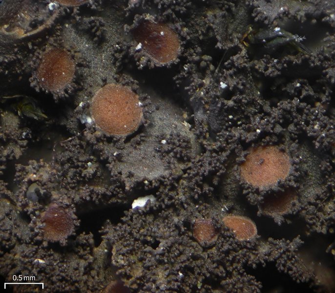 Leptogium dactylinum
